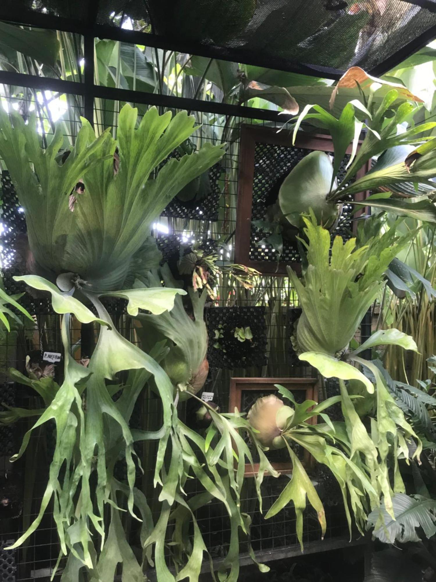 Gus Arditya Homestay Ubud  Exterior photo