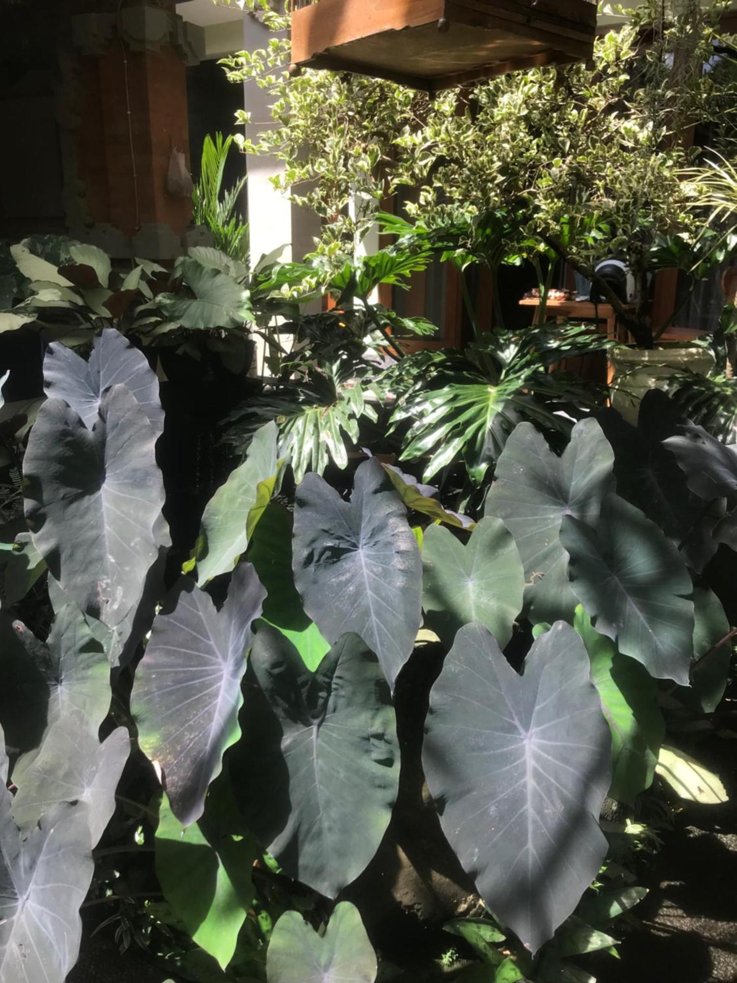 Gus Arditya Homestay Ubud  Exterior photo